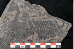 Foto (Detailansicht) von Pecopteris sp. (NHMW-GEO-2024-0188-10484)